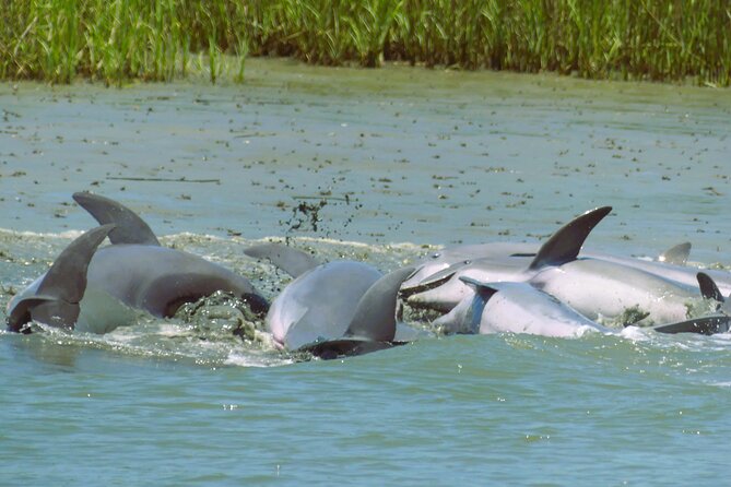 90-Minute Private Dolphin Tour in Hilton Head Island - Following the Dolphins Through Hilton Head’s Waters