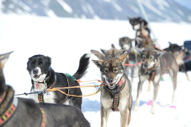 Alaska Helicopter and Glacier Dogsled Tour - ANCHORAGE AREA - Time with the mushers and canine athletes