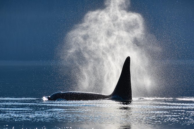 Alaska Whale Watching Cruise w/ 3 HOURS on the water - Key points to know before booking
