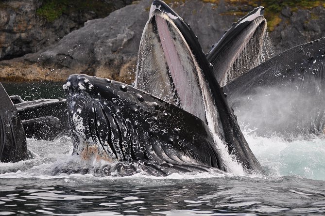Alaska Whale Watching Cruise w/ 3 HOURS on the water - From Juneau’s cruise dock to Auke Bay