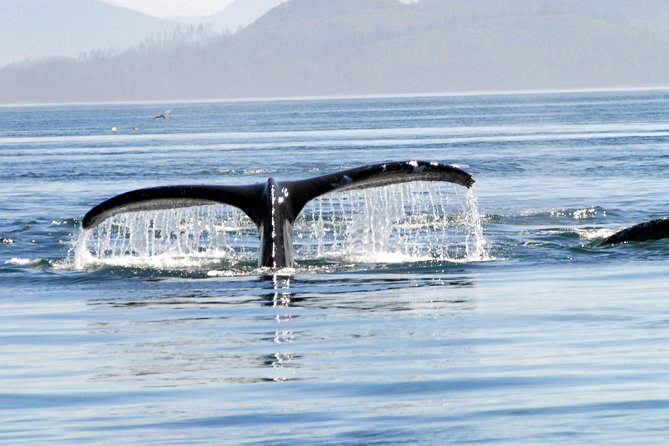 Alaska Whale Watching Cruise w/ 3 HOURS on the water - Why the crew makes a difference