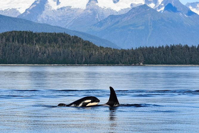 Alaska Whale Watching Cruise w/ 3 HOURS on the water - Seeing Mendenhall Glacier from the water