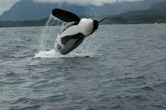 Alaska Whale Watching Cruise w/ 3 HOURS on the water - Comfort, snacks, and time on the water