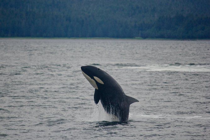 Alaska Whale Watching Cruise w/ 3 HOURS on the water - Is $159 a fair price?