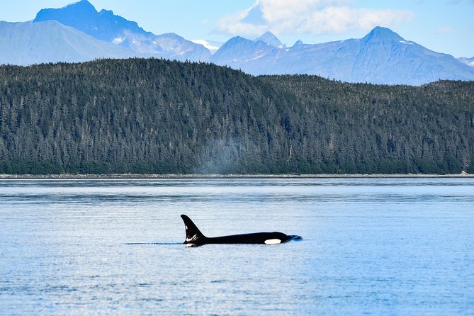 Alaska Whale Watching Cruise w/ 3 HOURS on the water - Who should book this Juneau excursion?