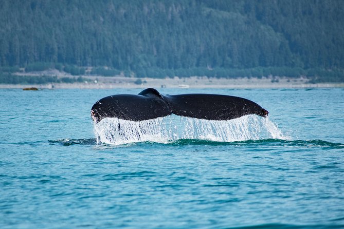 Alaska Whale Watching Cruise w/ 3 HOURS on the water - Searching for humpbacks and orcas