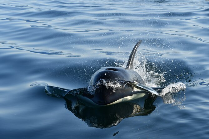 Alaska Whale Watching with bonus Drone viewing of Whales - Key Details Before You Book