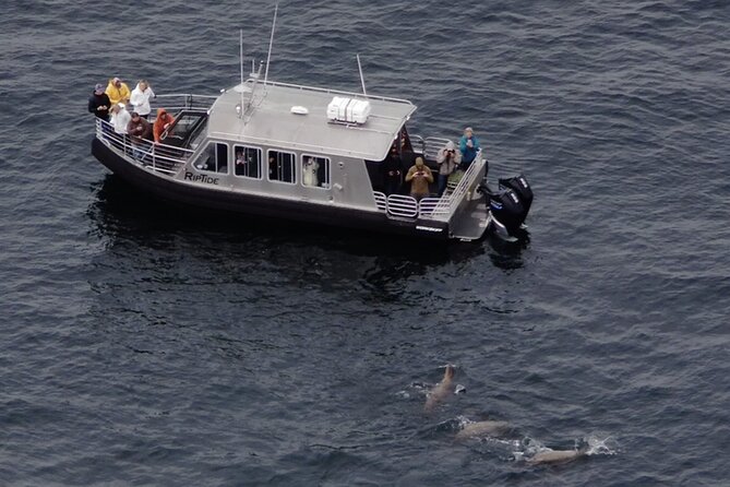 Alaska Whale Watching with bonus Drone viewing of Whales - Why This Small Boat Makes Such a Big Difference