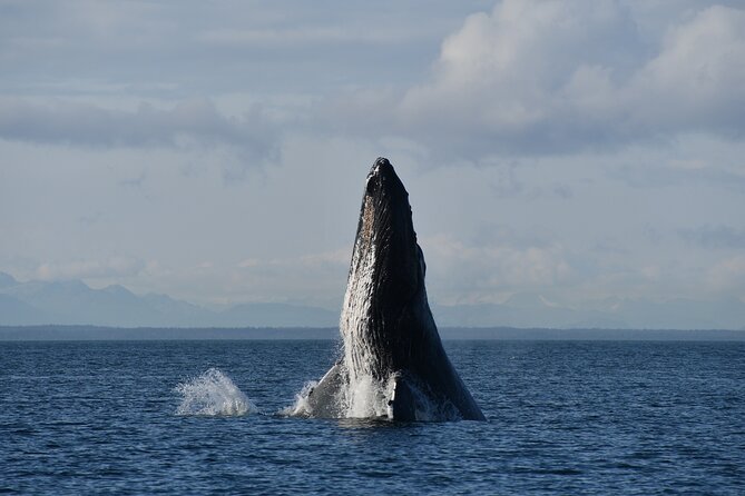 Alaska Whale Watching with bonus Drone viewing of Whales - Humpbacks, Orcas, Otters, and More