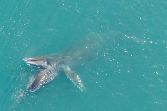 Alaska Whale Watching with bonus Drone viewing of Whales - What the Drone Adds