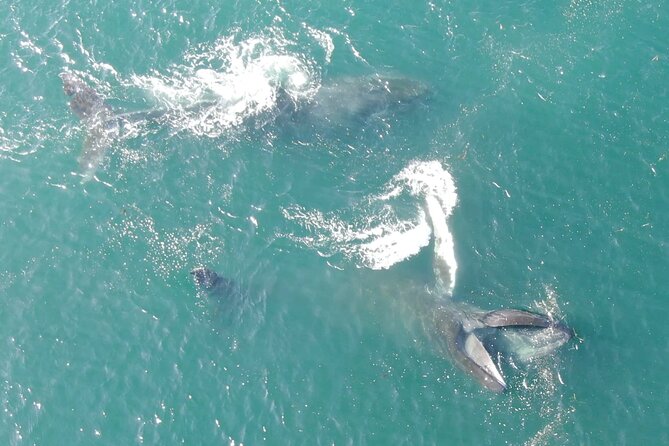 Alaska Whale Watching with bonus Drone viewing of Whales - Indoor Comfort and Outdoor Viewing