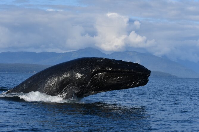 Alaska Whale Watching with bonus Drone viewing of Whales - A Three-Hour Port Excursion That Needs Careful Timing