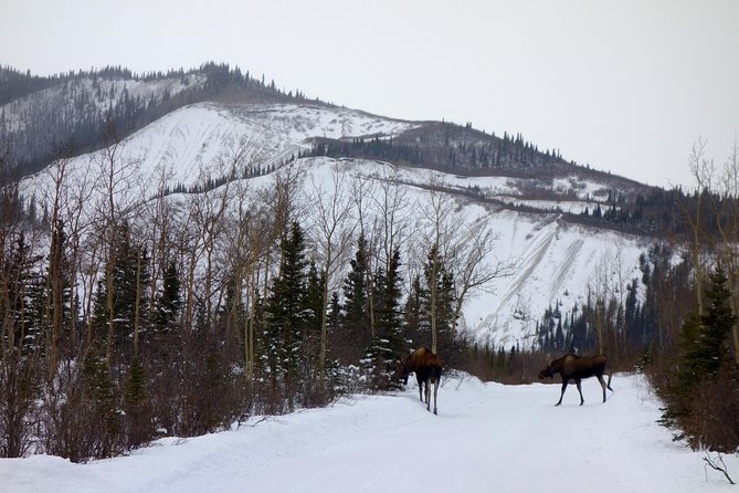 Alaskan Back Country Side by Side ATV Adventure with Meal - How the price compares with the experience
