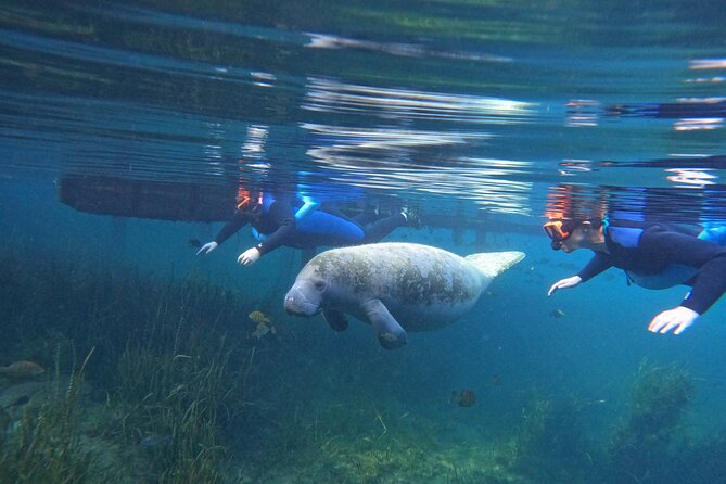 All-Inclusive Small Group Manatee Swim with Free Photos - Key points at a glance