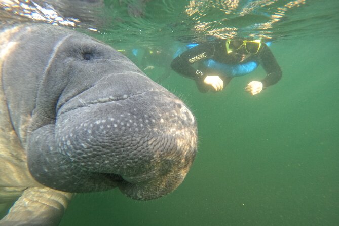 All-Inclusive Small Group Manatee Swim with Free Photos - Getting into the water with wild manatees