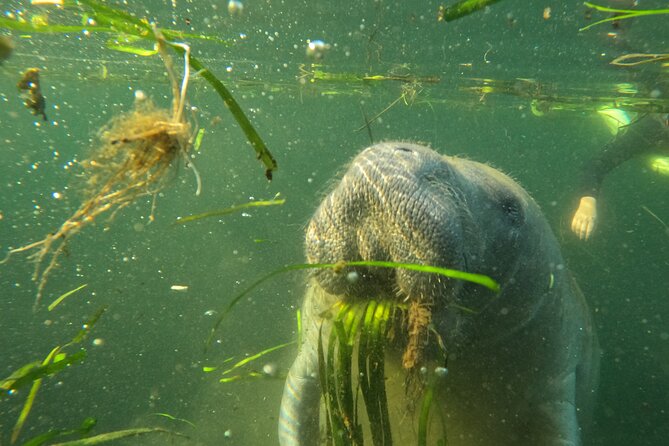 All-Inclusive Small Group Manatee Swim with Free Photos - Photos without holding your phone