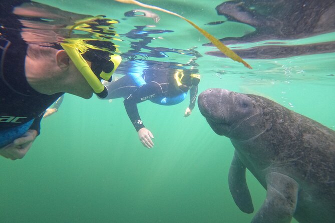 All-Inclusive Small Group Manatee Swim with Free Photos - The value of $89.95