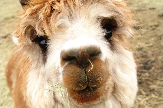 Alpaca and Llama Farm Tour - The Anatolian guard dogs and the rest of the farm