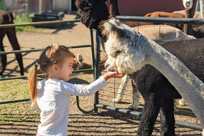 Alpaca and Llama Farm Tour - What the guide adds to the hour