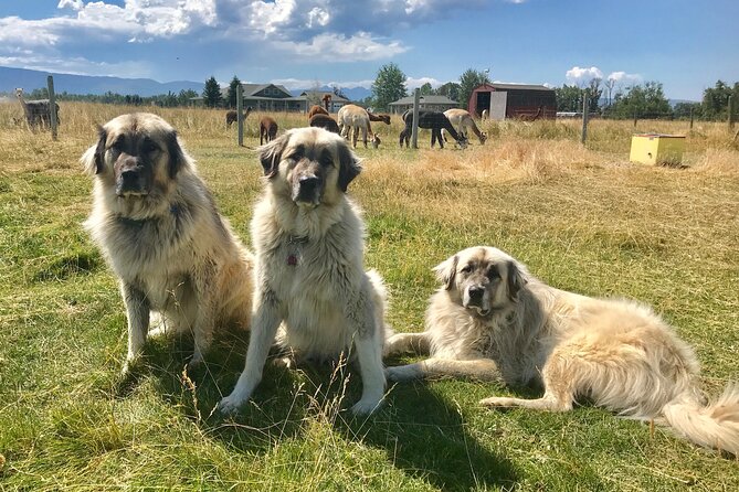 Alpaca and Llama Farm Tour - A working farm, not a spotless petting zoo