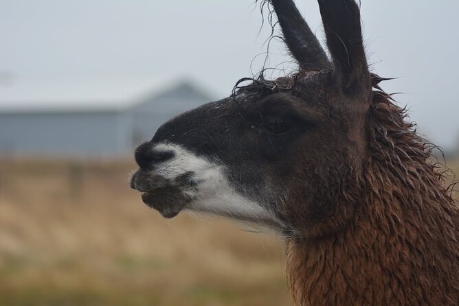 Alpaca and Llama Farm Tour - Walking, terrain, and access needs