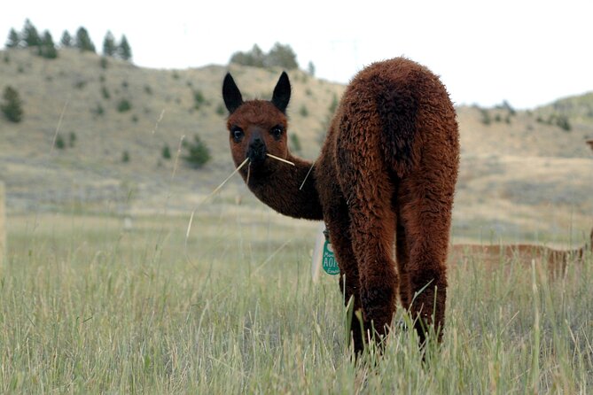 Alpaca and Llama Farm Tour - Is the short visit good value?