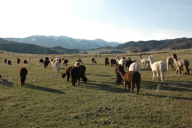 Alpaca and Llama Farm Tour - Arriving at 8255 South Cottonwood Road
