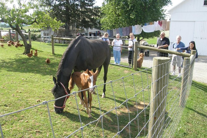 Amish Experience Visit-In-Person Tour - Key details before you book