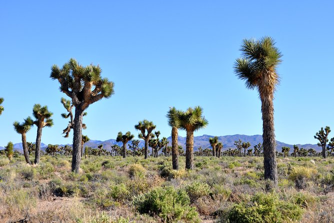 Area 51 Day Tour from Las Vegas with Alien and UFO Hotspots - Lunch and local lore at the Little A’Le’Inn