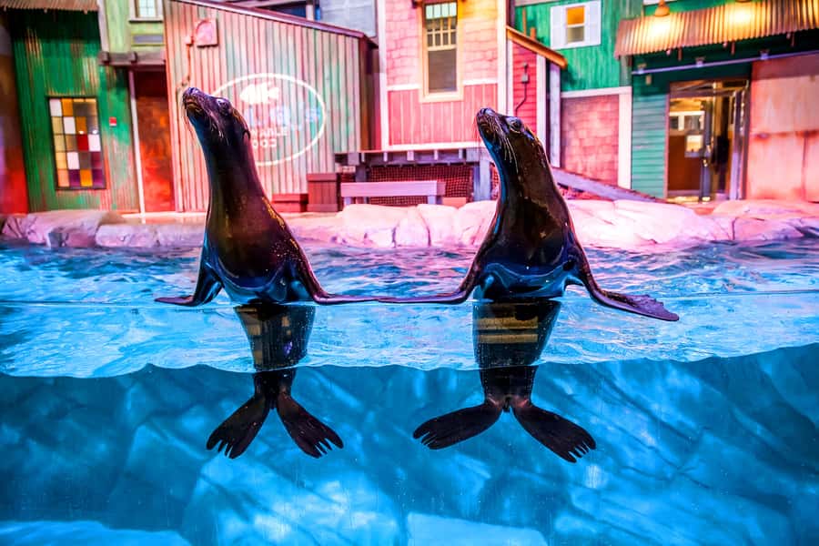 Atlanta: Georgia Aquarium Skip-the-Box-Office Entry Ticket - Key points at a glance