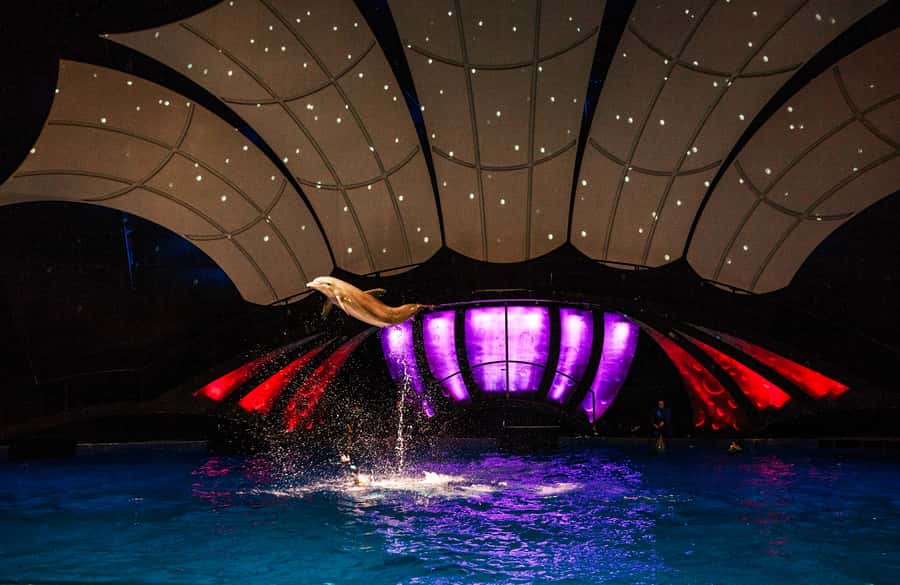 Atlanta: Georgia Aquarium Skip-the-Box-Office Entry Ticket - Ocean Voyager and the whale shark habitat