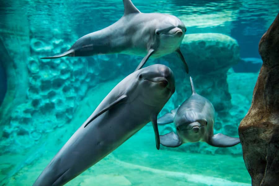 Atlanta: Georgia Aquarium Skip-the-Box-Office Entry Ticket - Dolphins: high energy with a few cautions