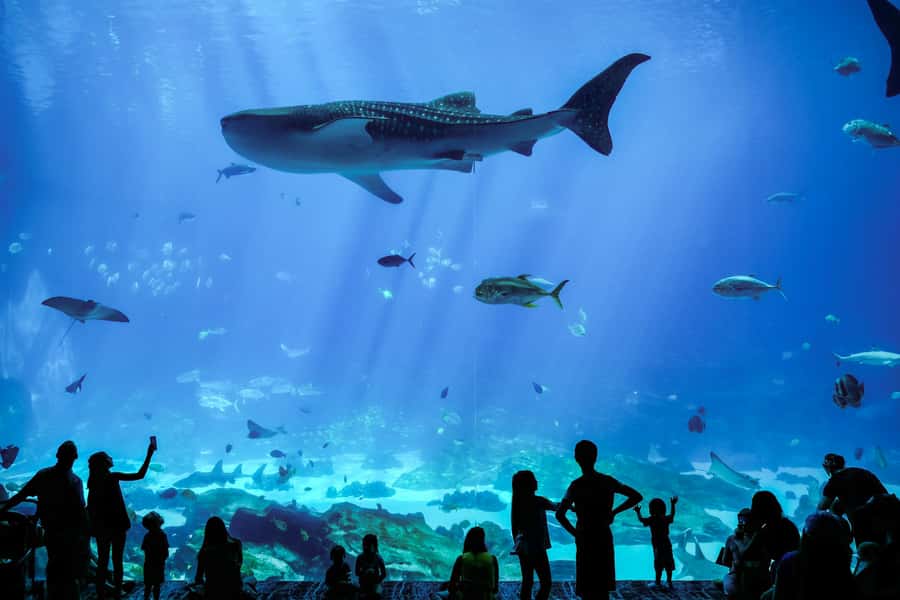 Atlanta: Georgia Aquarium Skip-the-Box-Office Entry Ticket - Food, breaks, and the cost of staying longer