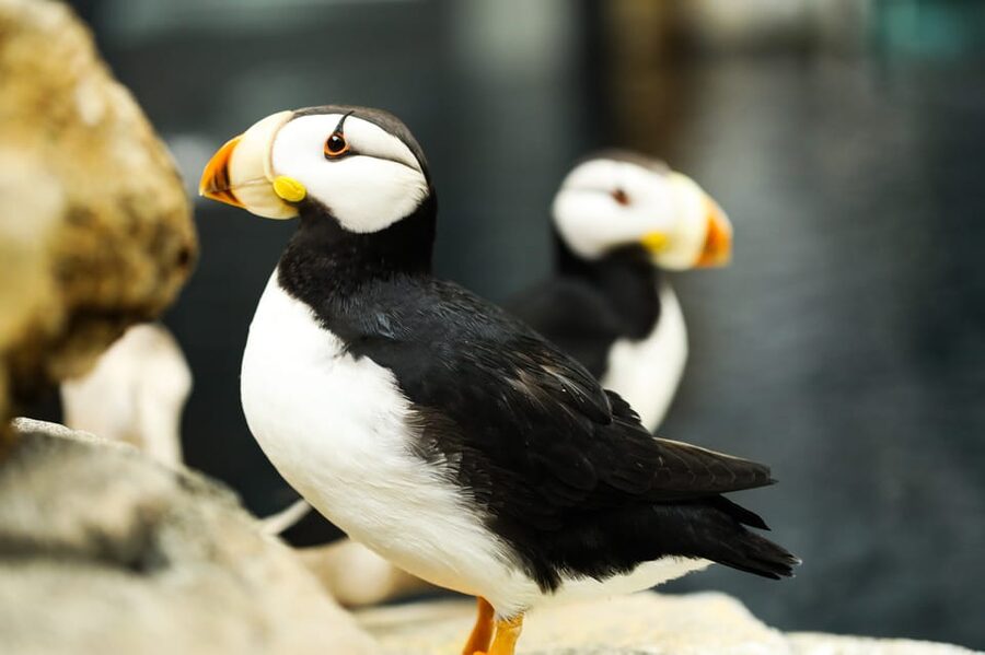 Atlanta: Georgia Aquarium Skip-the-Box-Office Entry Ticket - Is $64 a fair price?