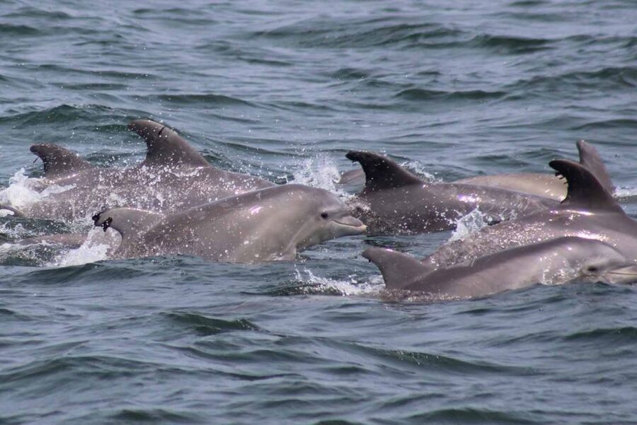 Atlantic City: Dolphin Watching Ocean Cruise Adventure - The captain and naturalist make a real difference
