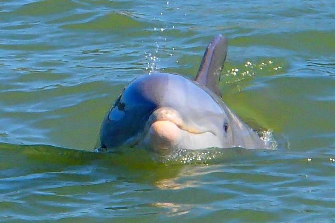 Avi's Premium Dolphin Tour by Jet Ski - The boat test requirement you should check