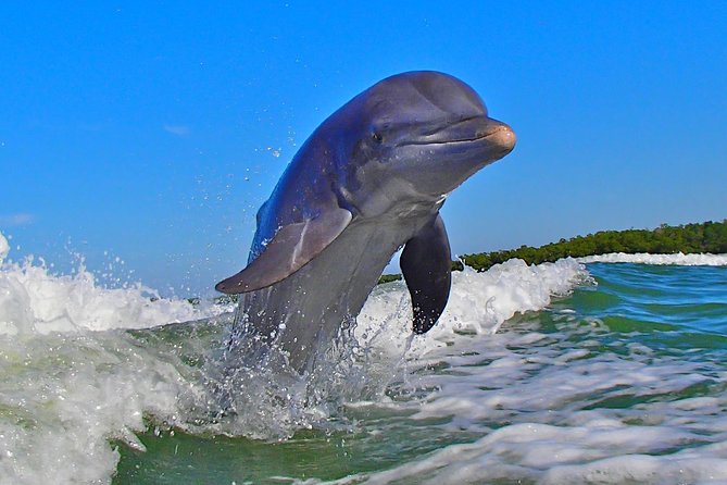 Avi's Premium Dolphin Tour by Jet Ski - Who should book this jet ski outing?