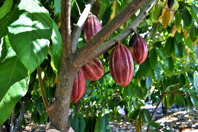 Award Winning Farm Tour: Coffee, Chocolate and Unique Gifts - Greg, Marty, and the Human Side of the Farm