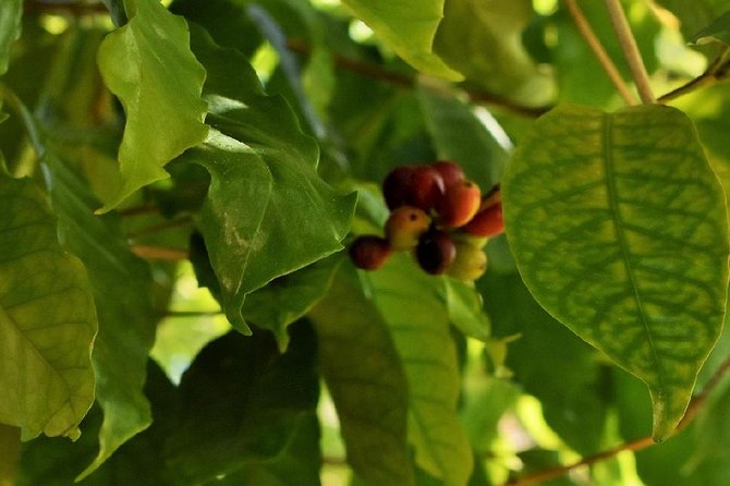 Award Winning Farm Tour: Coffee, Chocolate and Unique Gifts - The Farm Store and Its Useful Souvenirs