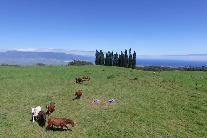 Best Haleakala Downhill Self-Guided Bike Tour with Maui Sunriders - Makawao, where the route gets more local