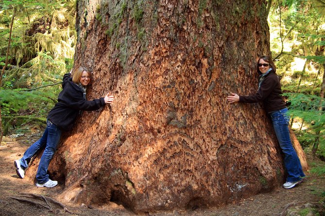 Best of Olympic National Park from Seattle: All-Inclusive Small-Group Day Tour - Lake Crescent and the Marymere Falls Walk