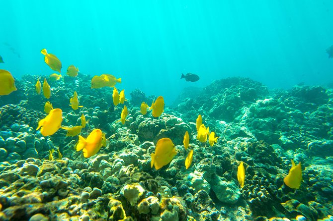Big Island: Captain Cook Snorkel On A Power Catamaran With Lunch - The Crew Makes A Big Difference