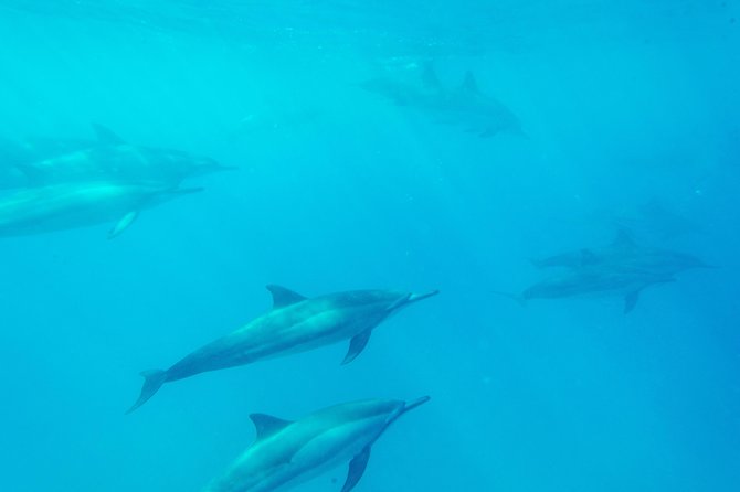Big Island: Captain Cook Snorkel On A Power Catamaran With Lunch - Booking Details And Weather Rules