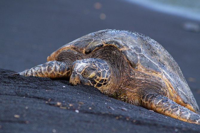 Big Island Highlights: Coffee, Volcano, Black Sands & Waterfall - Punaluʻu Black Sand Beach and the honu search