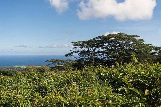 Big Island Kohala Canopy Zipline Adventure - Is $256.54 a fair price?