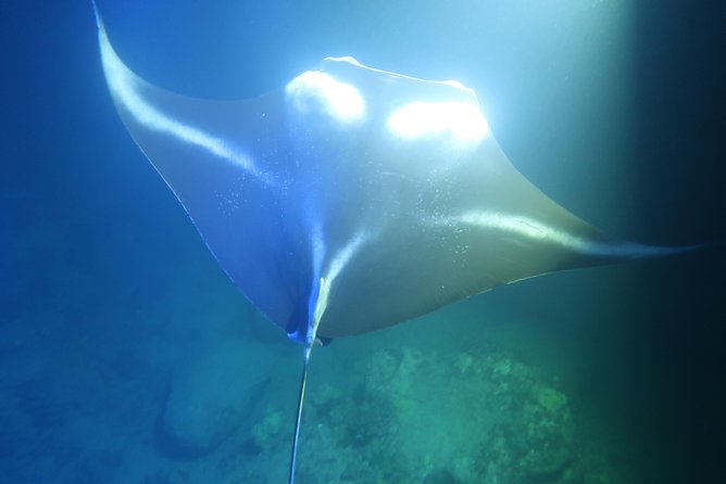 Big Island: Kona Manta Ray Snorkel Tour in Keauhou Harbor - The light board and the manta feeding show