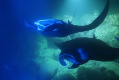 Big Island: Kona Manta Ray Snorkel Tour in Keauhou Harbor