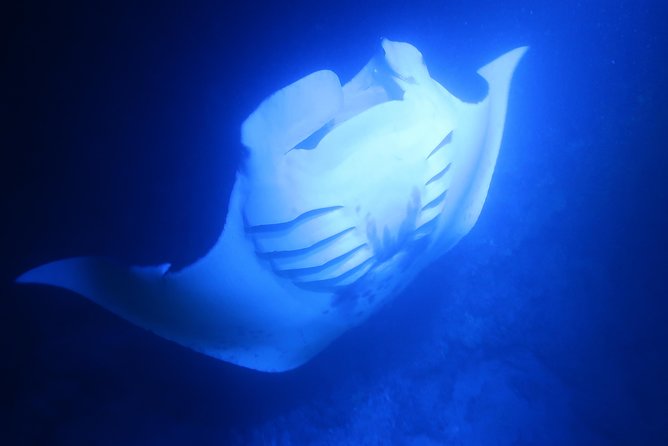 Big Island: Kona Manta Ray Snorkel Tour in Keauhou Harbor - Guides, safety, and how nervous swimmers are handled