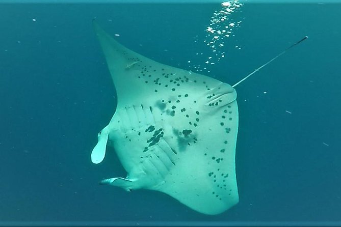 Big Island: Kona Manta Ray Snorkel Tour in Keauhou Harbor - Wetsuits, gear, and what to bring