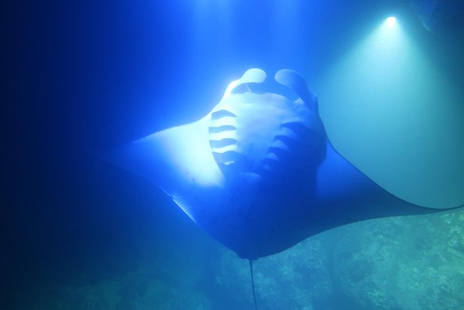 Big Island: Kona Manta Ray Snorkel Tour in Keauhou Harbor - Timing problems: the biggest weakness